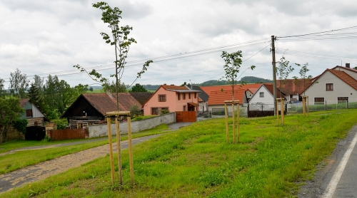 Želvice