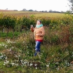 Vinohrady