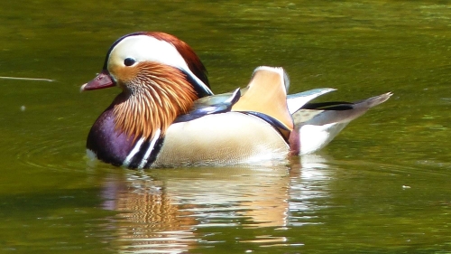 Kachnička mandarinská