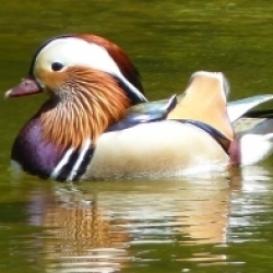 Kachnička mandarinská