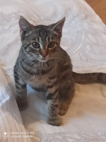 Meggi