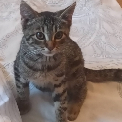 Meggi
