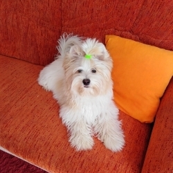 Jiřina