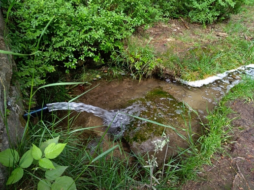 Lesní studánka