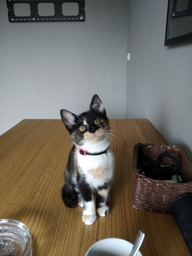 Jadzia