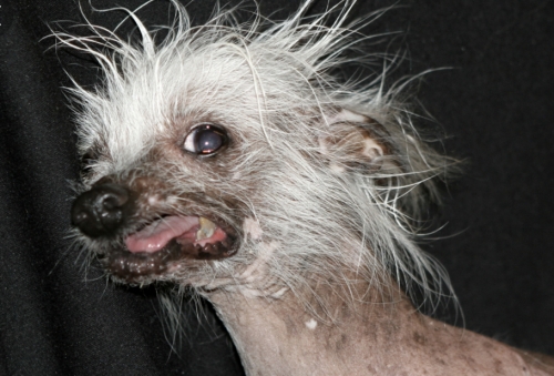 cute doggy