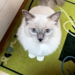 Aisha