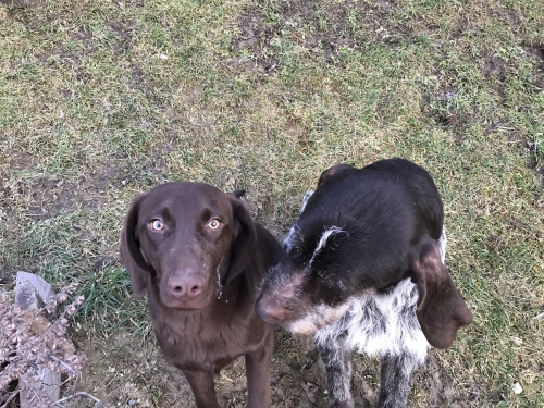 Buddy (Bady) a Cit