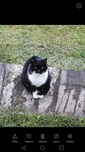 Mikeška