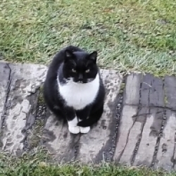 Mikeška
