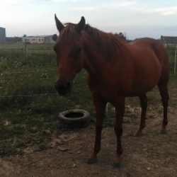 Koník