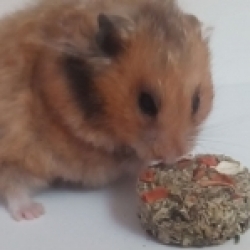 Daisy