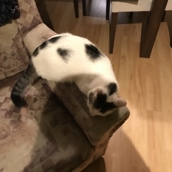 Maxinka