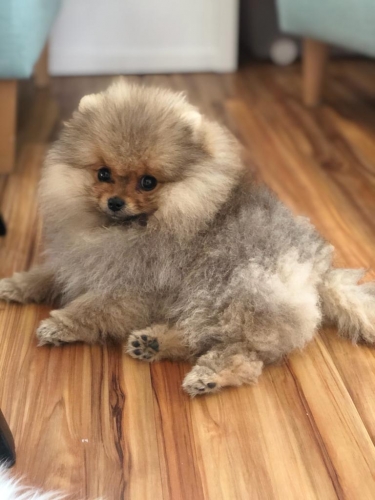 Merlin