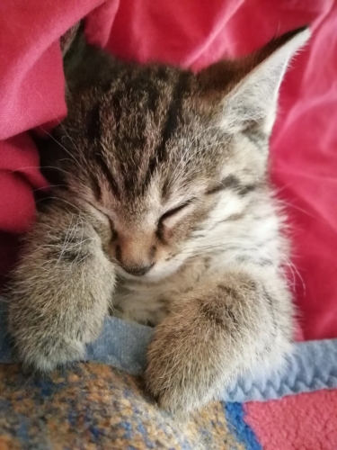 Charlie