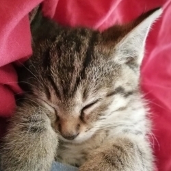 Charlie