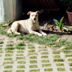 Ája
