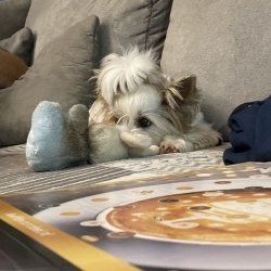 Daisy