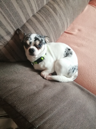 CHICO