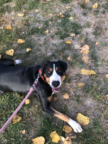 Daisy