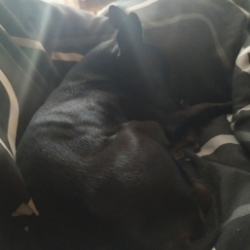 Apollo