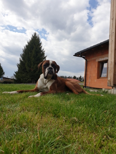 Archie