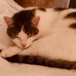 Lucie