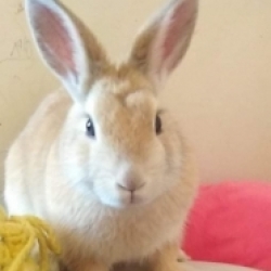 Emička