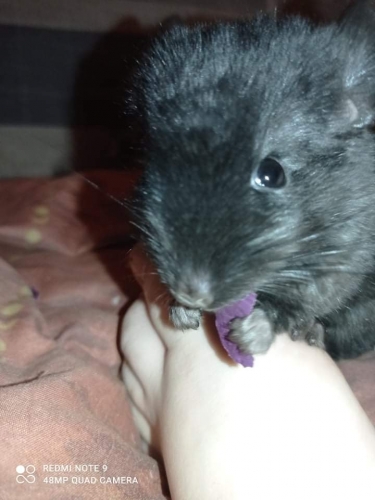 Millo