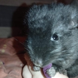 Millo