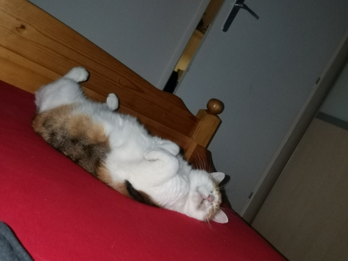 Dorotka