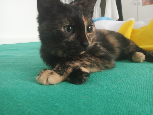Kitty