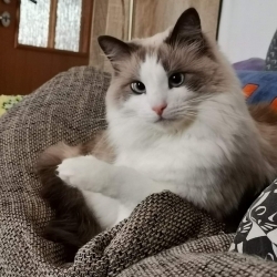 Meggie