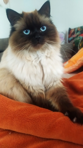 Kettynka