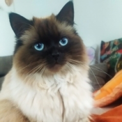Kettynka