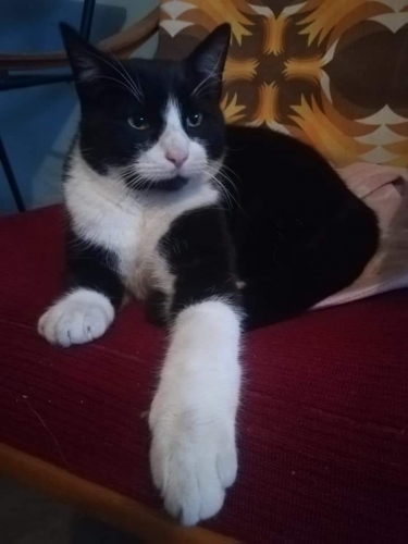 Matýsek