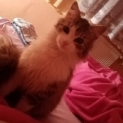 Molík