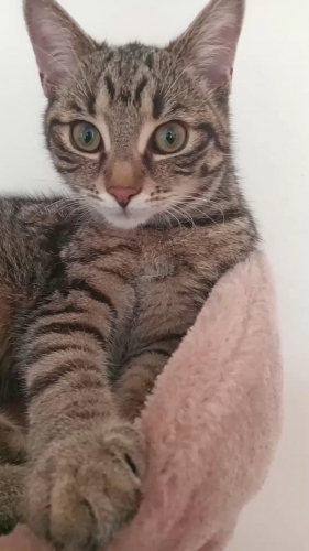 Mia
