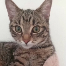 Mia