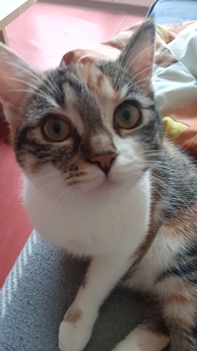 Mája