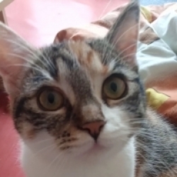 Mája