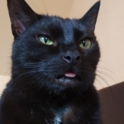 Sisi