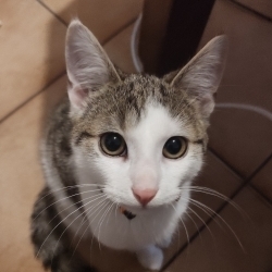 Max