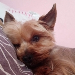Maxik