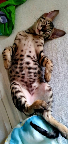 Wild Savannah cat