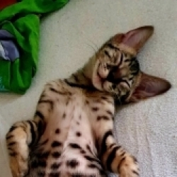Wild Savannah cat