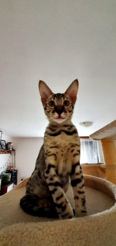 Wild Savannah cat