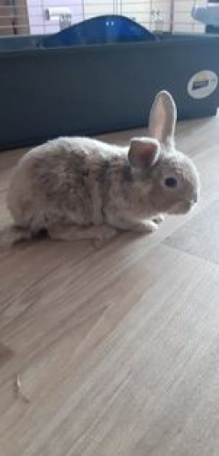Miky