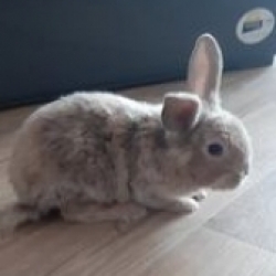Miky