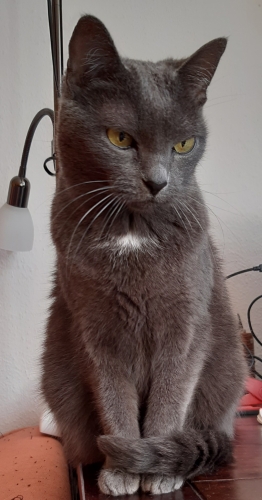 Jonášek